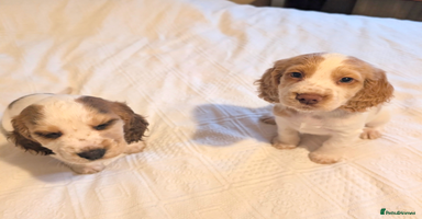 Cocker Spaniel dogs - Advert 1