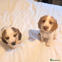 Cocker Spaniel dogs - Advert 1