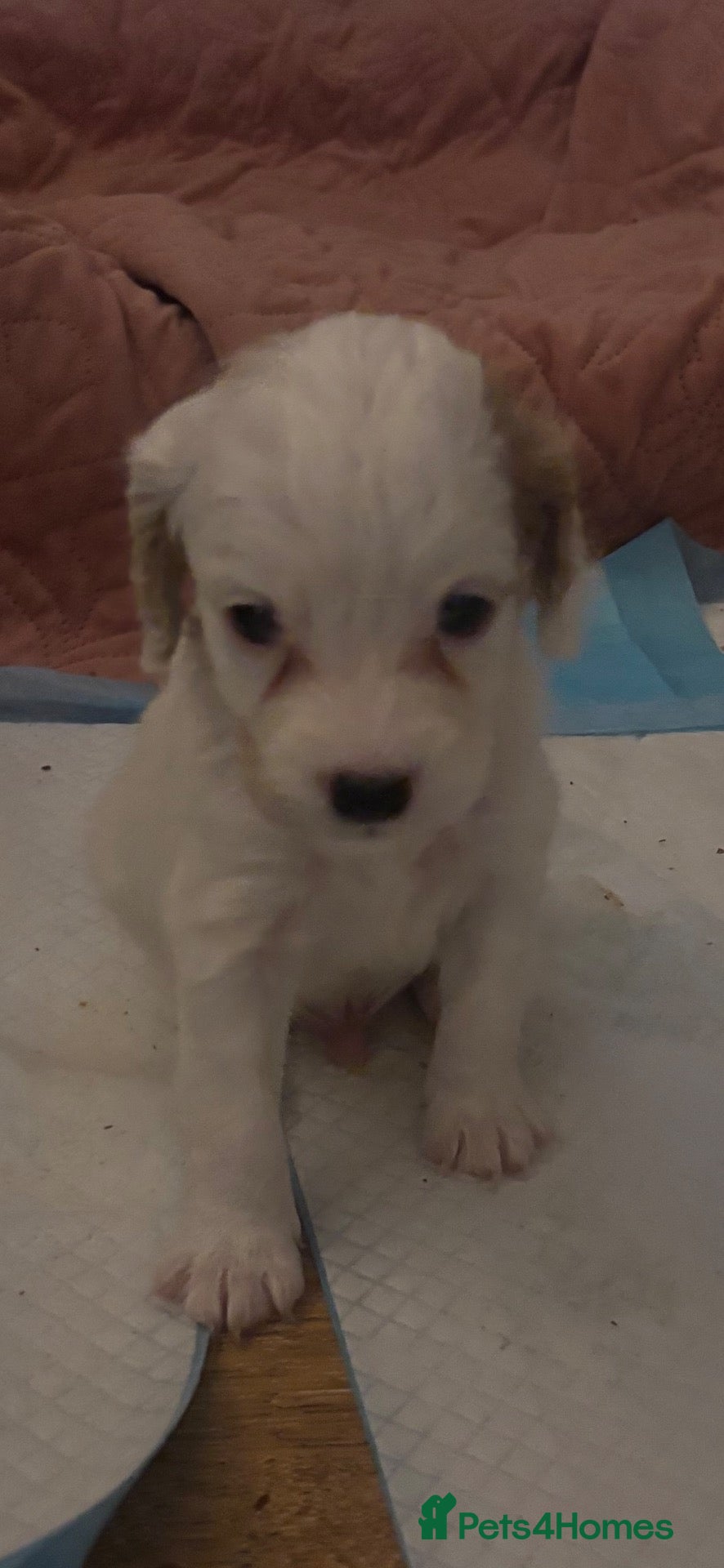 Mixed Breed dogs Cavapoo puppies  - Advert 2