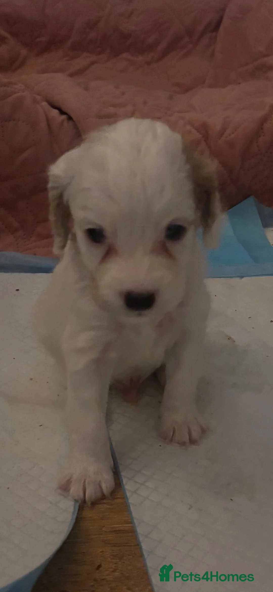 Mixed Breed dogs for sale: Cavapoo puppies  - Advert 2