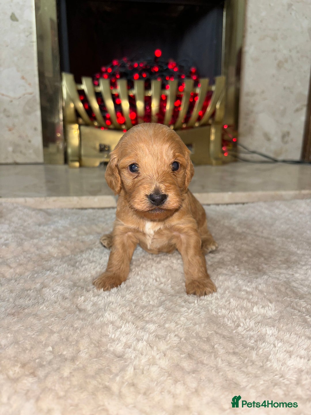 Cockapoo dogs for sale: Beautiful F1 cockapoos - Image 4