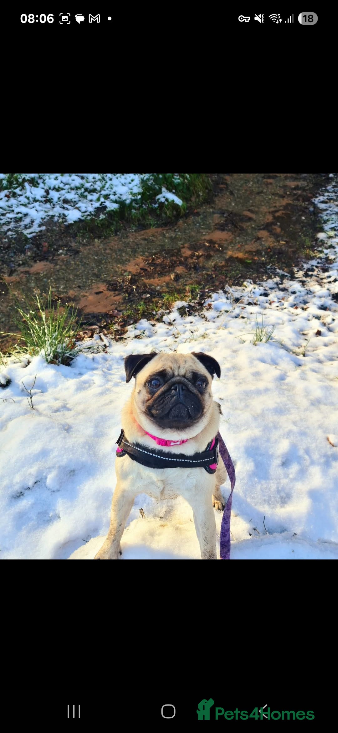 Pug dogs for sale: Loveable pug - Image 3