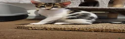 Mixed Breed cats for sale: Sweet little babies.  - Advert 13