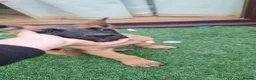Belgian Shepherd Dog dogs for sale: Belgian Sheperd Malinois  in Nottingham - Advert 6