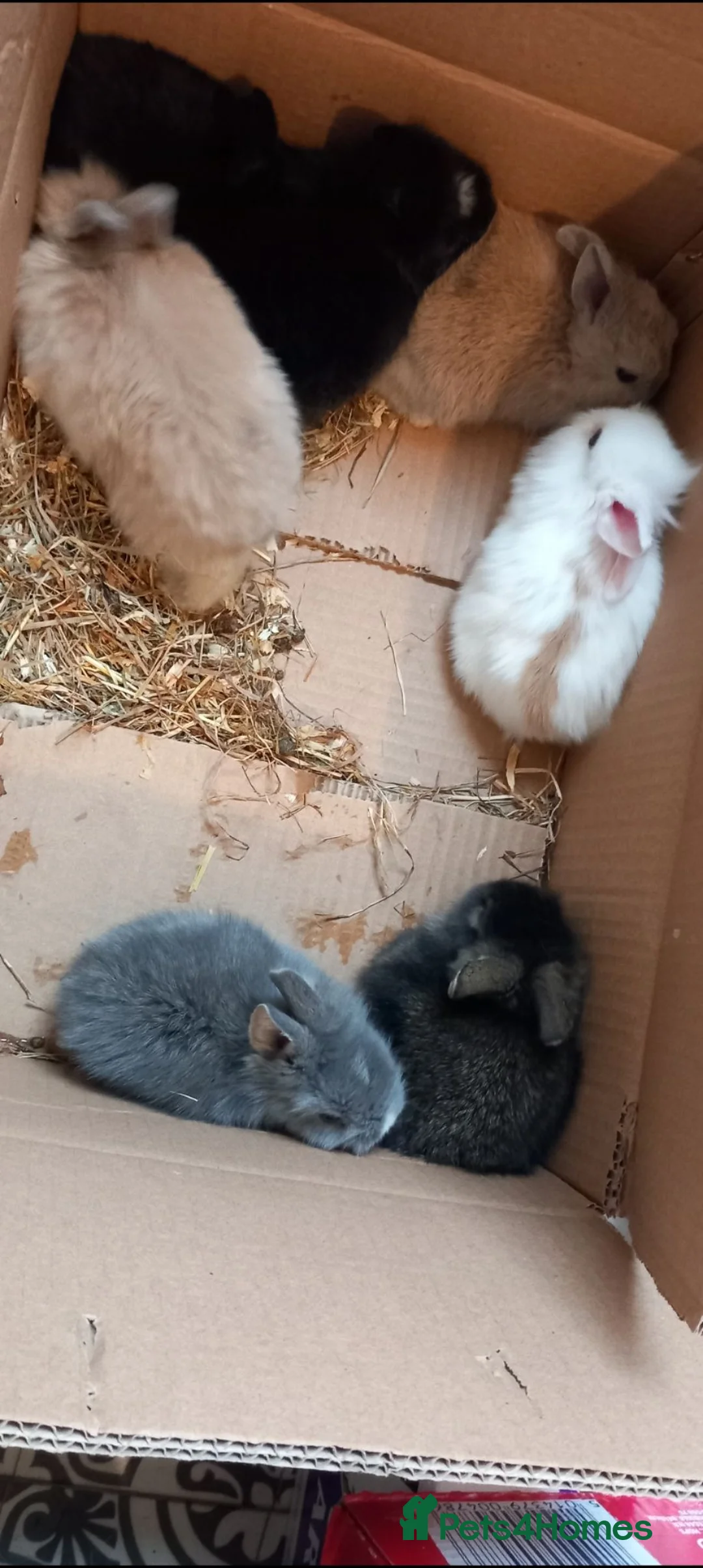 Lionhead rabbits for sale: Lionhead mini lop - Advert 3