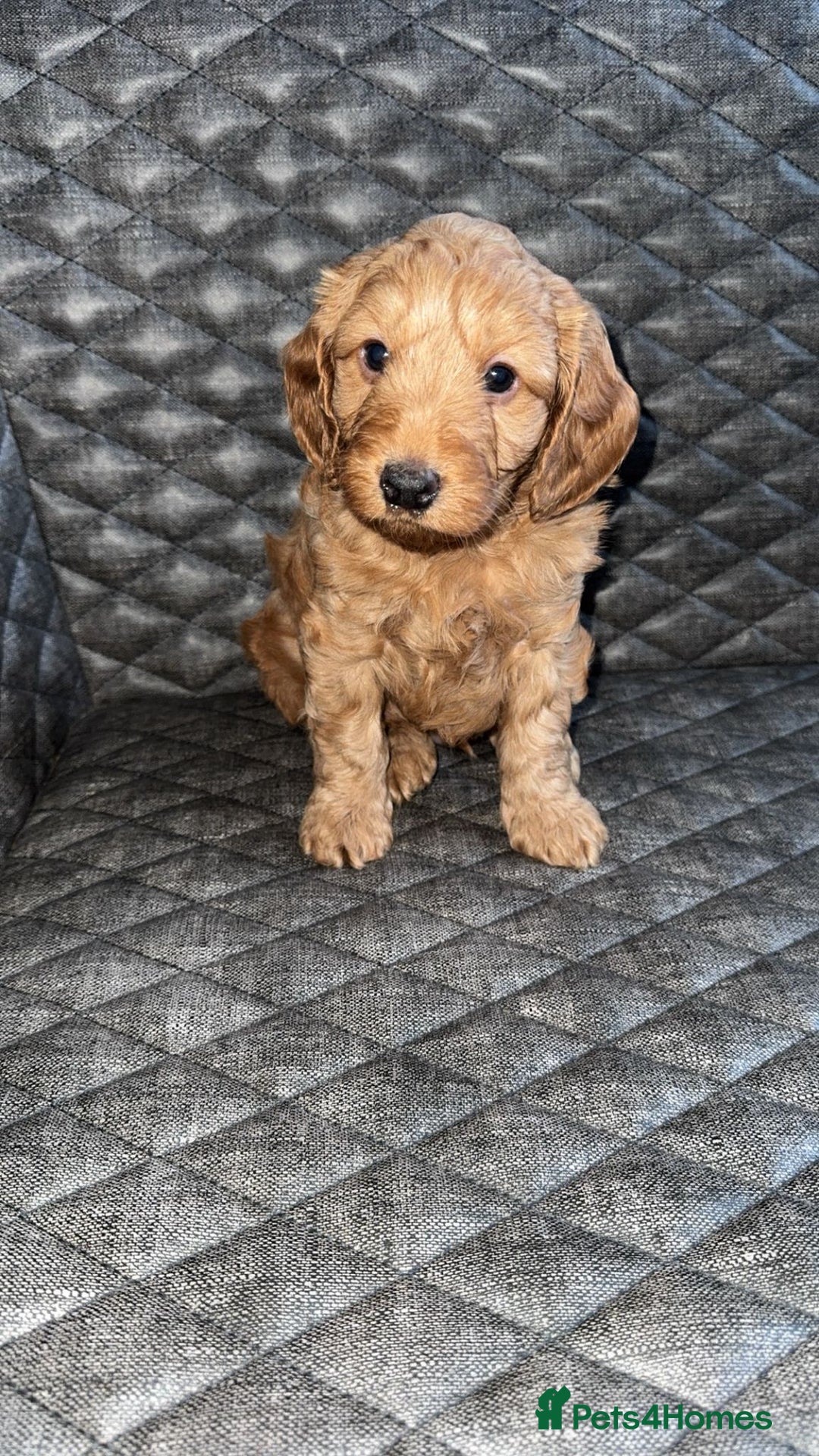 Cockapoo dogs for sale: 6 cockapoo F1 puppies seeking their forever homes - Advert 7