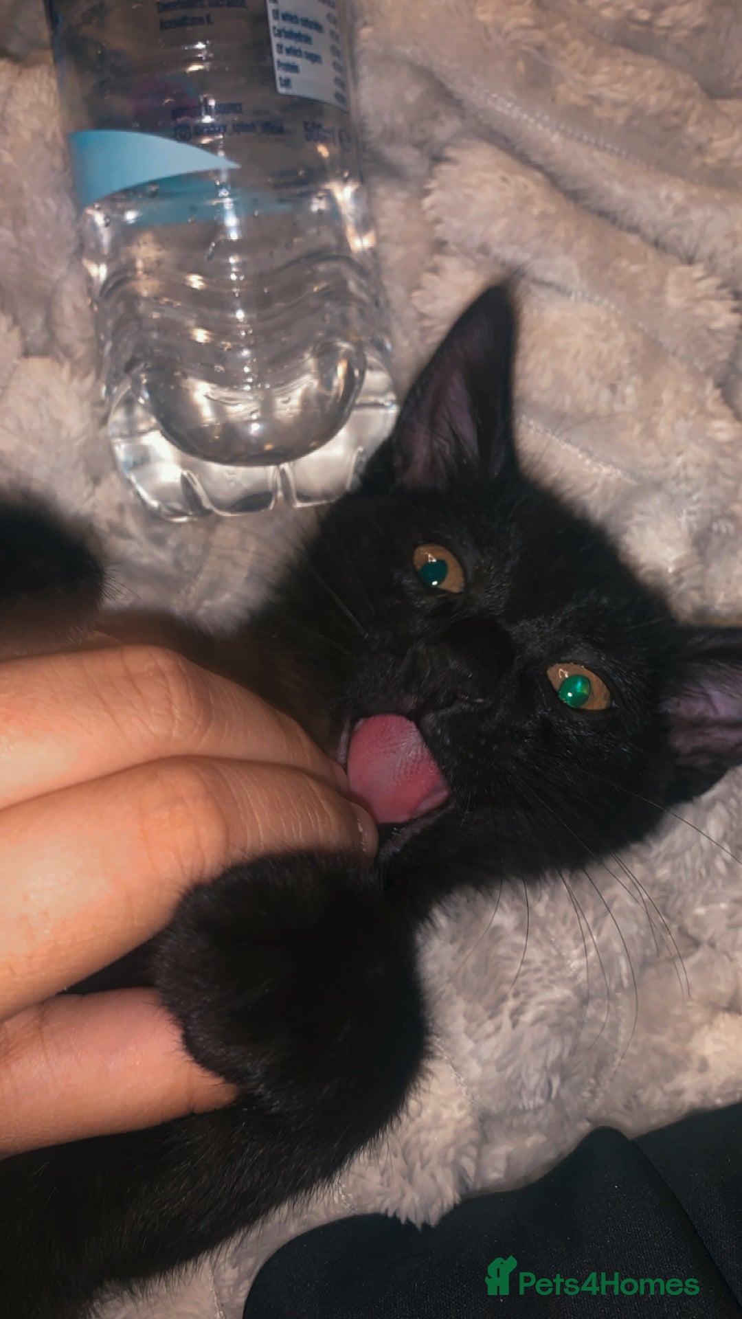 British Shorthair cats for sale: Kitten for free - Image 1