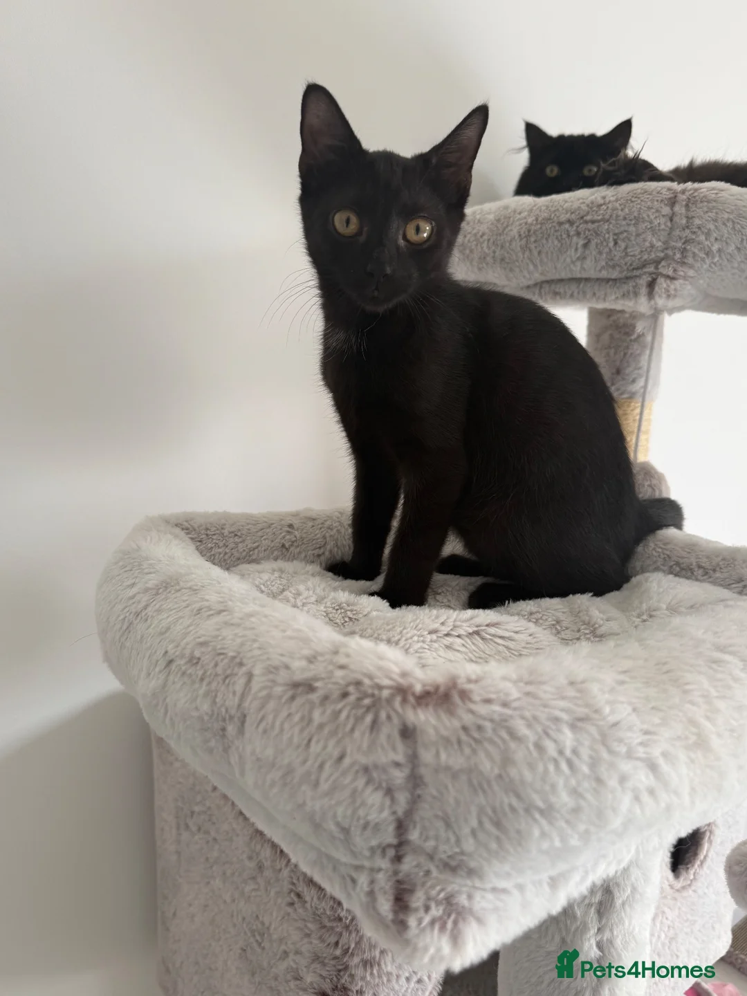 Mixed Breed cats for sale: Male kitten  - Advert 3