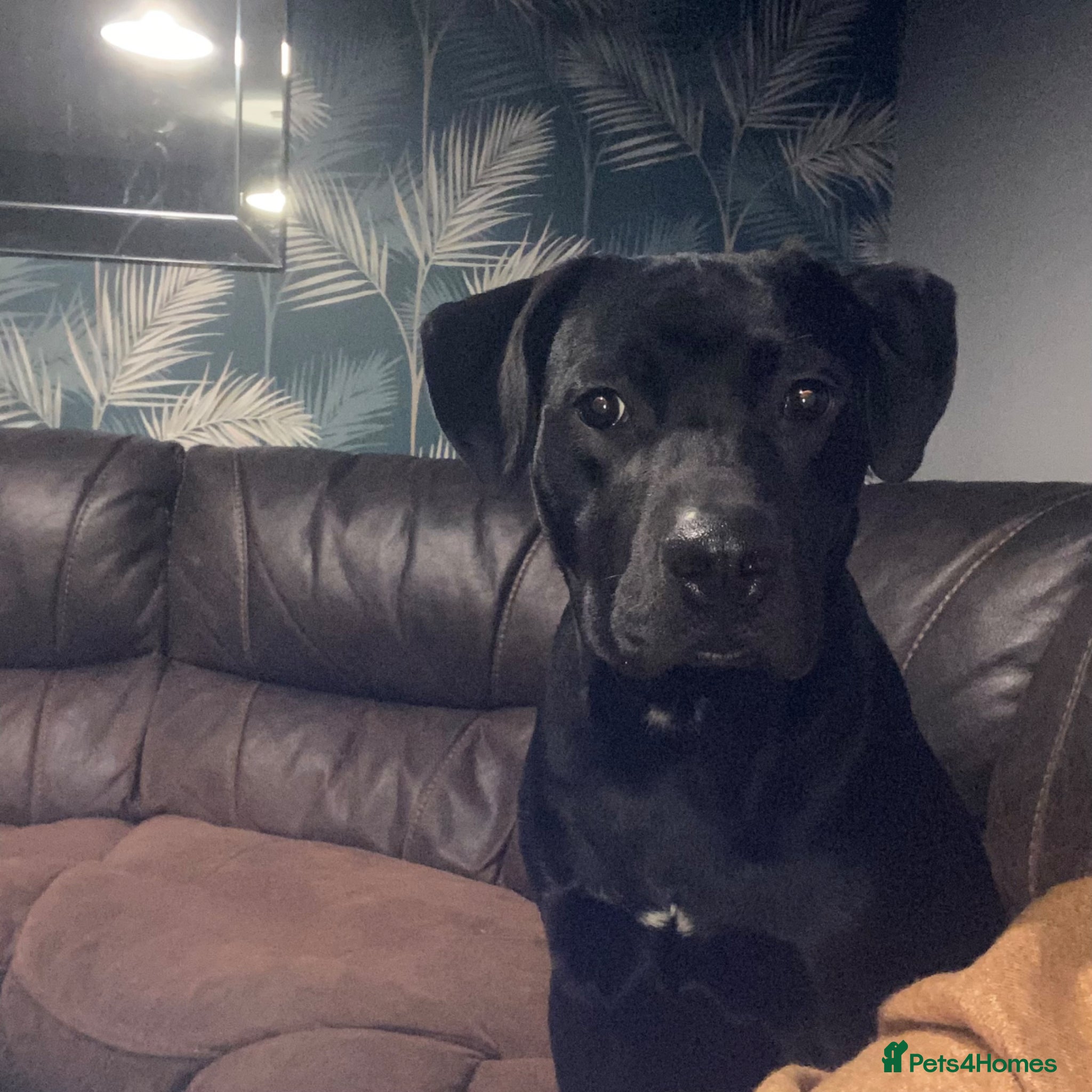 Mixed Breed dogs Staffador  - Advert 8