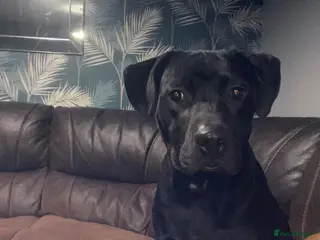 Mixed Breed dogs Staffador - Advert 8