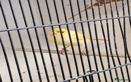 Canaries birds for sale: CANARIES and Budgies  - Image 1