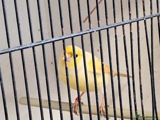 Canaries birds - Advert 11