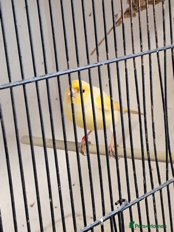 Canaries birds - Advert 3