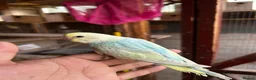 Budgerigars birds for sale: Beautiful adorable baby budgies  - Advert 10