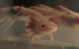 Axolotl reptiles for sale: Axolotl  - Image 3