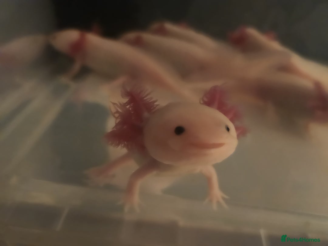 Axolotl reptiles for sale: Axolotl  - Image 3