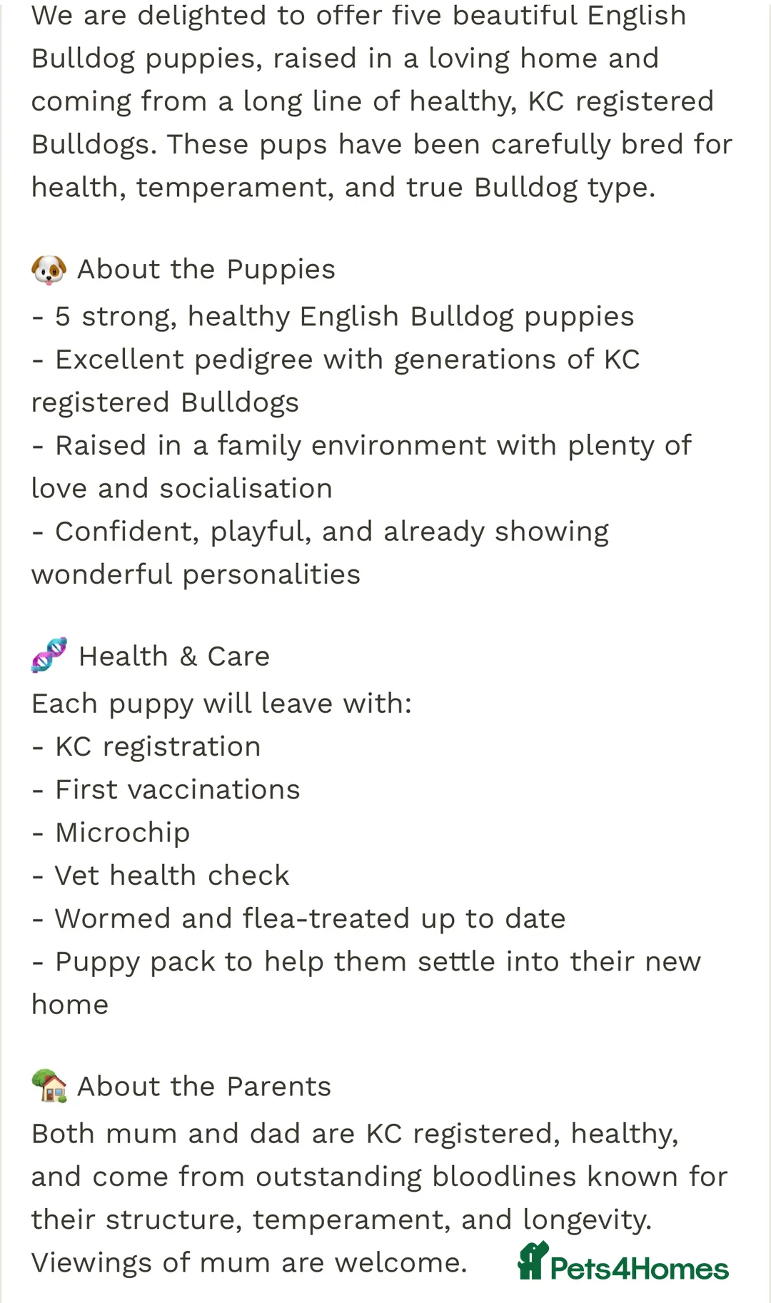 English Bulldog dogs for sale: puppies for sale last 2 girls on near offer  - Advert 21