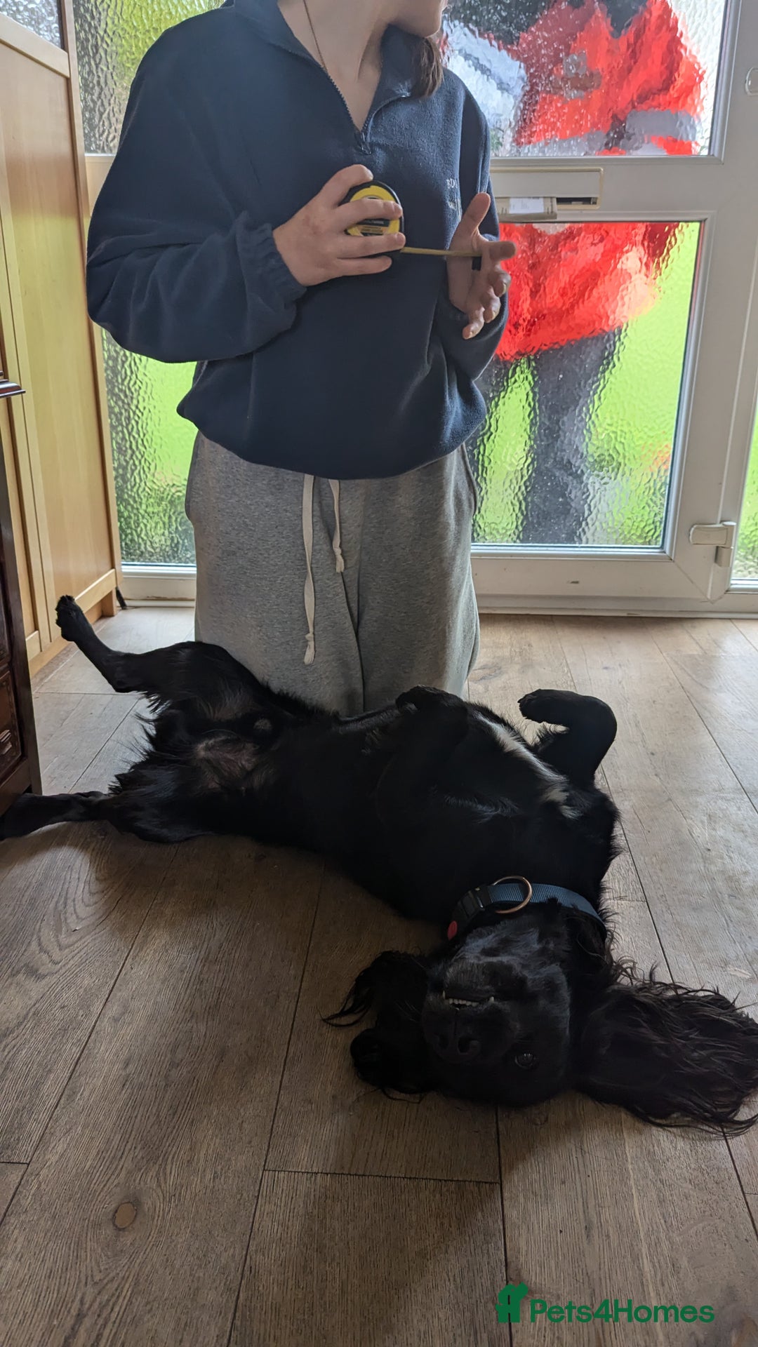 Cocker Spaniel dogs for stud: Cocker Spaniel for stud - Advert 2