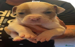 Mixed Breed dogs for sale: Staffy cross pocket bully puppies - Image 4