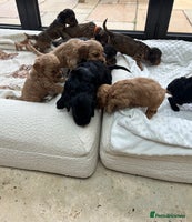 Cockapoo dogs - Advert 2
