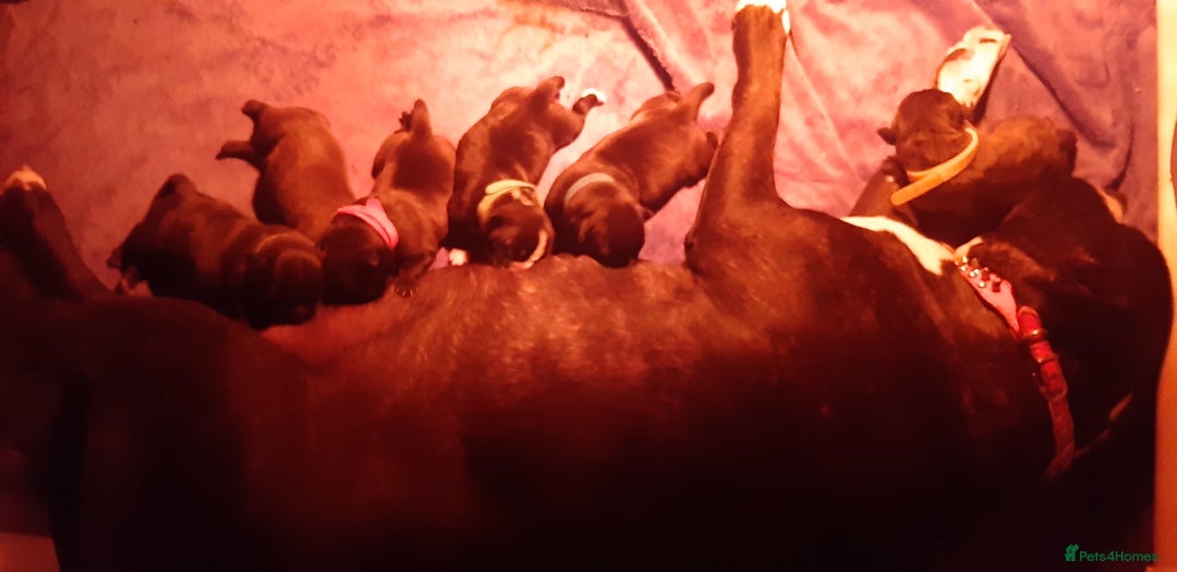 Mixed Breed dogs for sale: Staff x american bullsog x blue staff - Image 6