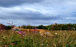 Saarloos Wolfdog dogs for sale: CSV x low content wolfdog  - Image 2