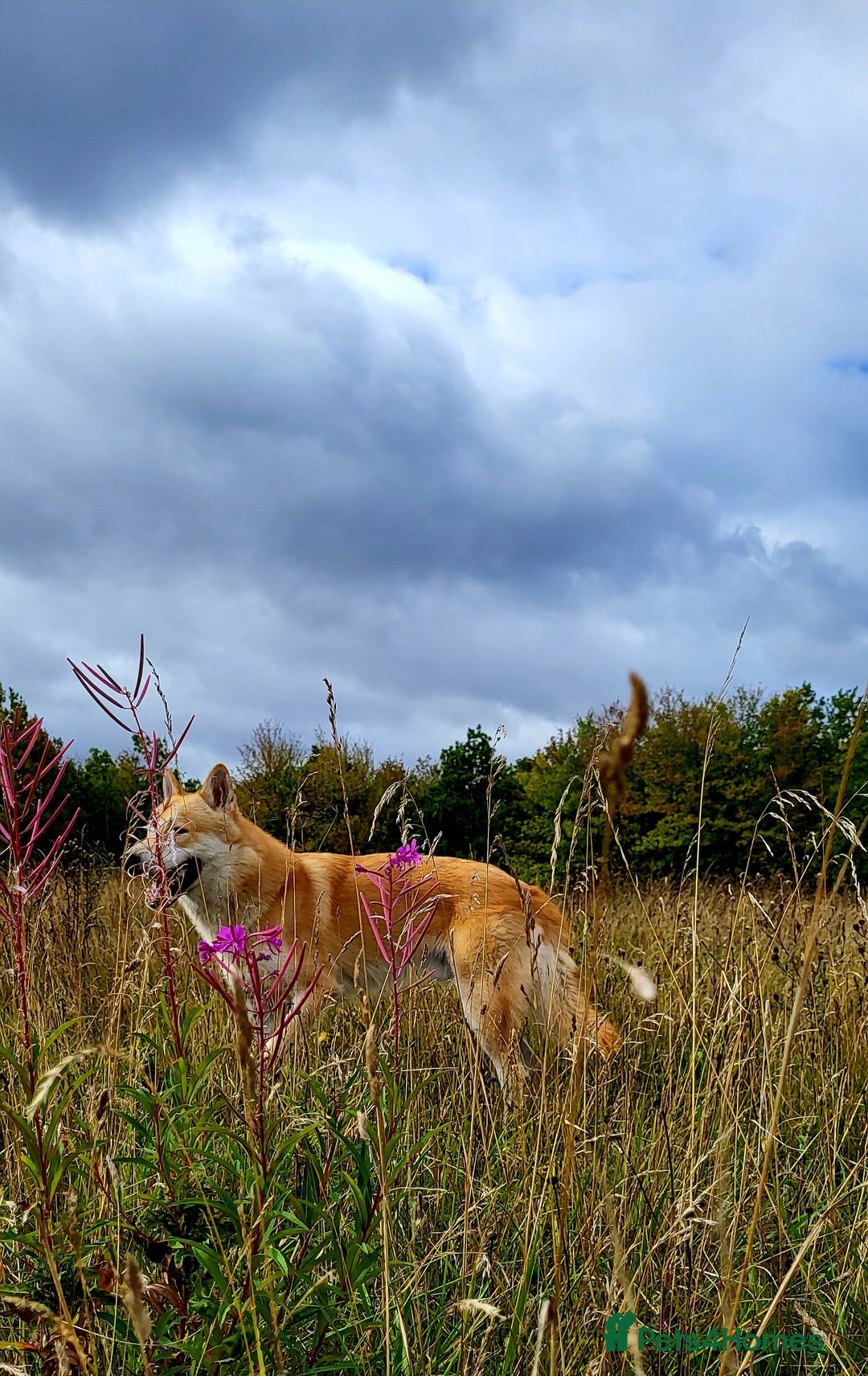 Saarloos Wolfdog dogs for sale: CSV x low content wolfdog  - Image 2