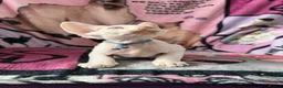 Devon Rex cats for sale: Devon Rex Kittens – Two Boys & One Girl ❤️ - Advert 9
