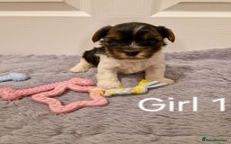 Biewer Terrier dogs for sale: Yorkshire Biewer Terrier Puppies - Advert 8