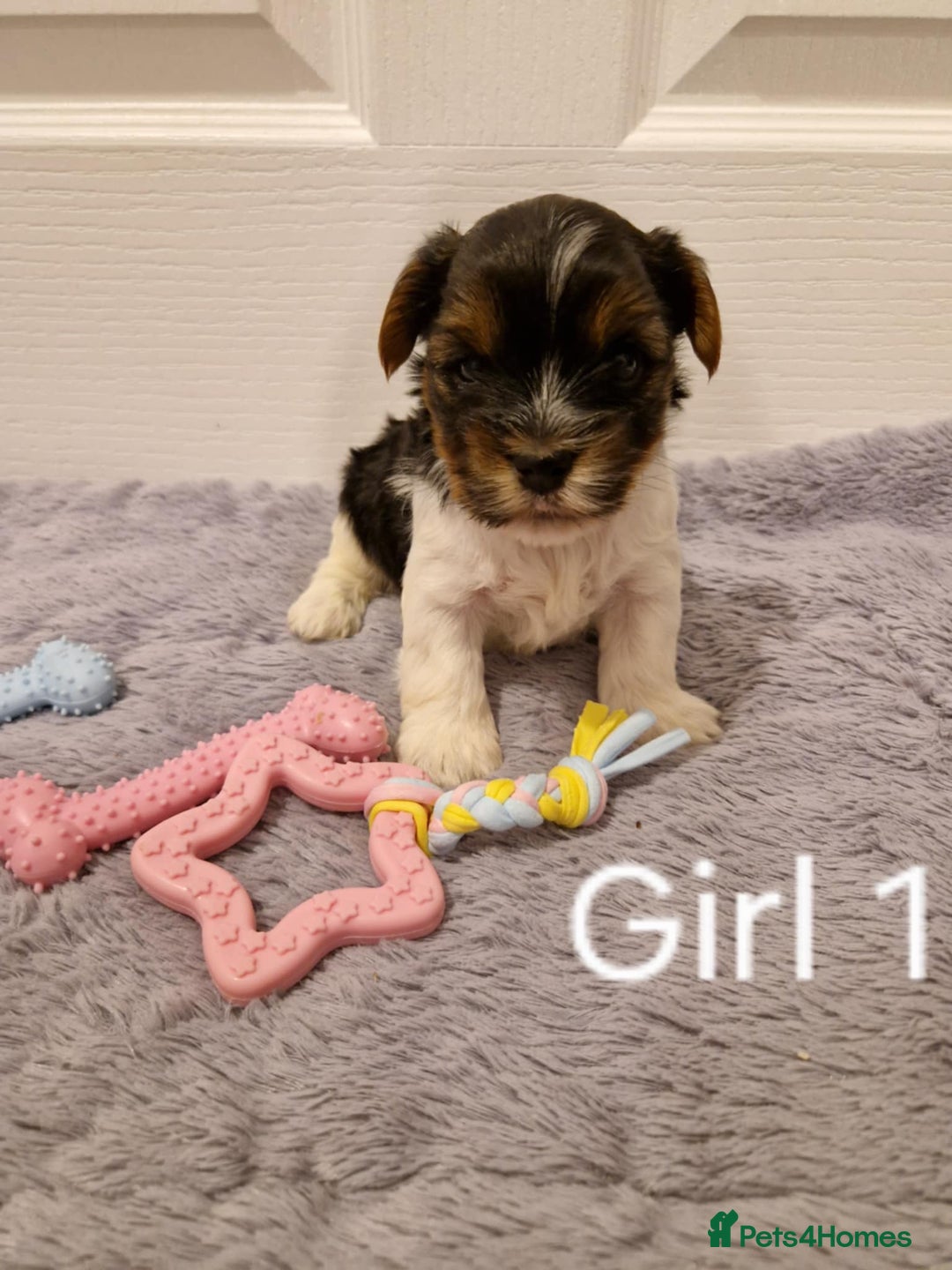 Biewer Terrier dogs for sale: Yorkshire Biewer Terrier Puppies - Advert 8