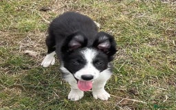 Border Collie dogs for sale: Excellent litter of border collie puppies for sale in Witney - Image 5