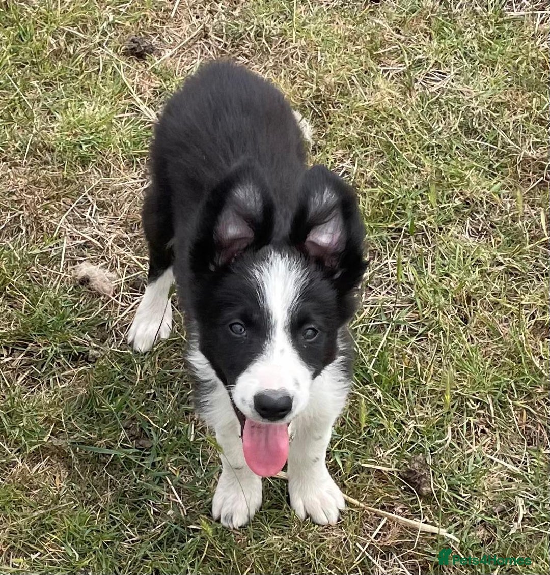 Border Collie dogs for sale: Excellent litter of border collie puppies for sale in Witney - Image 5