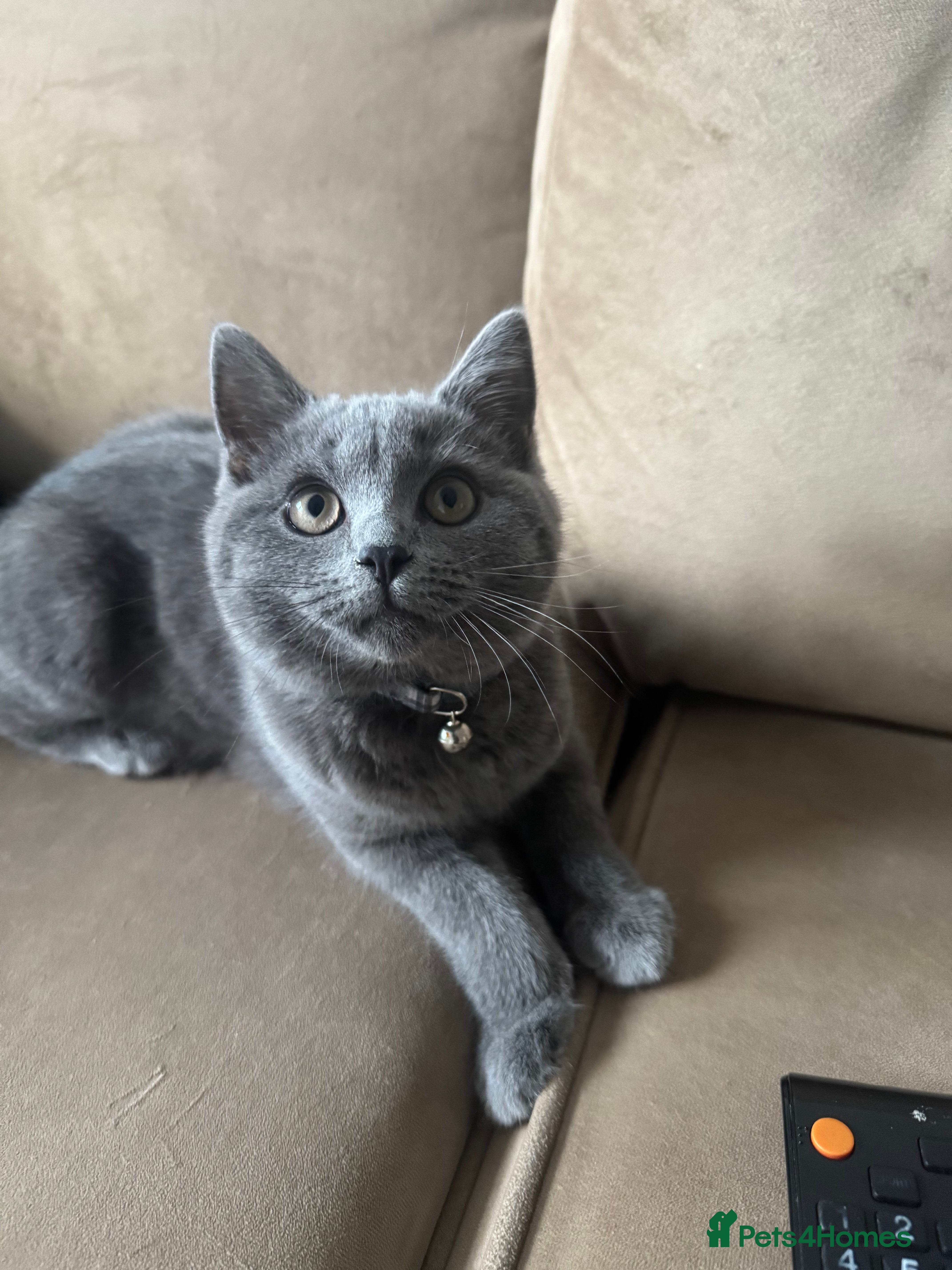 British Shorthair cats British shorthair kitten - Advert 7