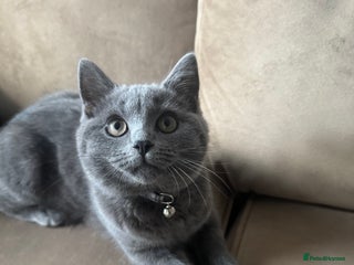 British Shorthair cats British shorthair kitten - Advert 7