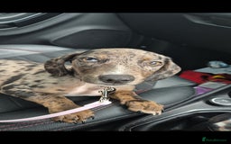 Mixed Breed dogs for sale: Dachsund cross - Image 4