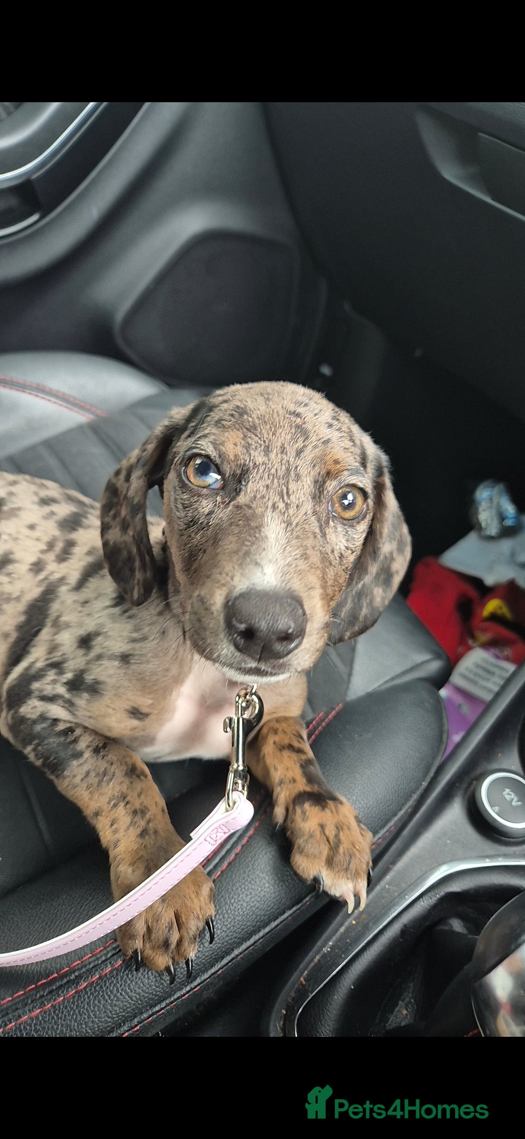 Mixed Breed dogs for sale: Dachsund cross - Image 4