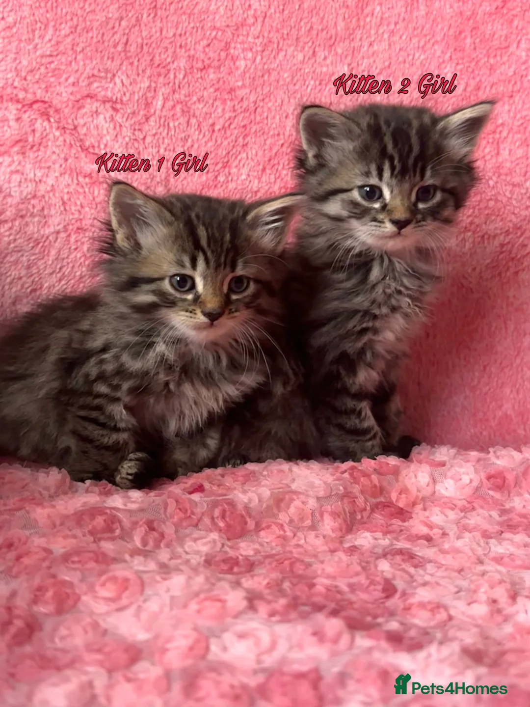Maine Coon cats for sale: Maine coon cross Kittens❤️ - Advert 2