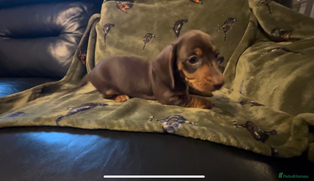 Miniature Dachshund dogs for sale: Kc registered Miniature dachshund puppies  - Image 8