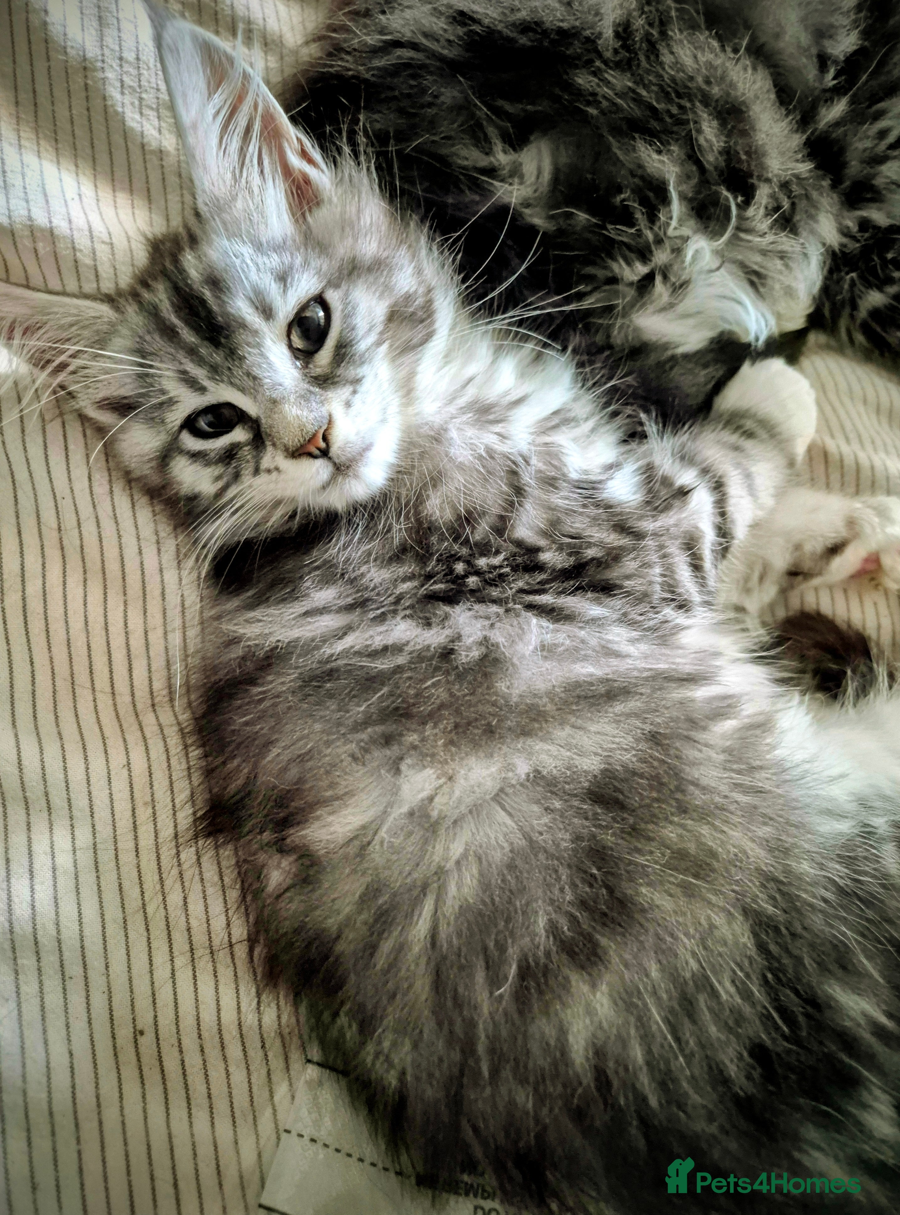 Maine Coon cats Registered Maine Coon Kittens/ Champion bloodlines - Advert 5