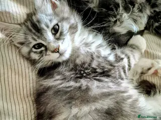 Maine Coon cats Registered Maine Coon Kittens/ Champion bloodlines - Advert 5