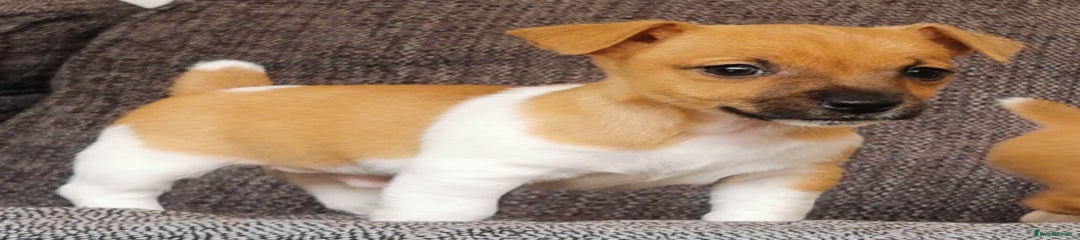 Jack Russell Puppy 1