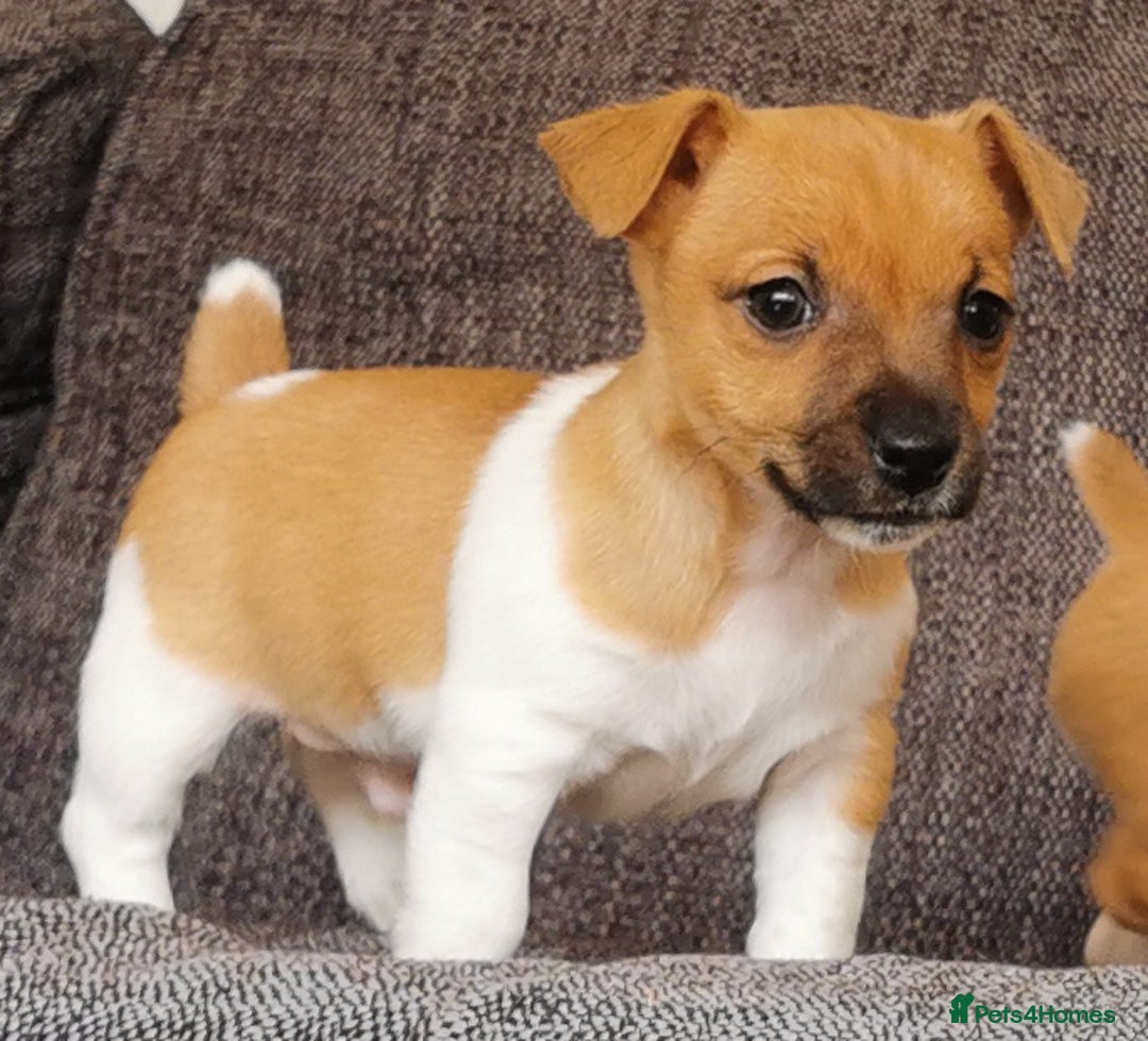 Jack Russell dogs for sale: Super quality vet docked working Jack Russells - Image 5
