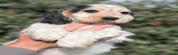 Cocker Spaniel dogs for sale: Kc reg show type cocker spaniel  - Advert 4
