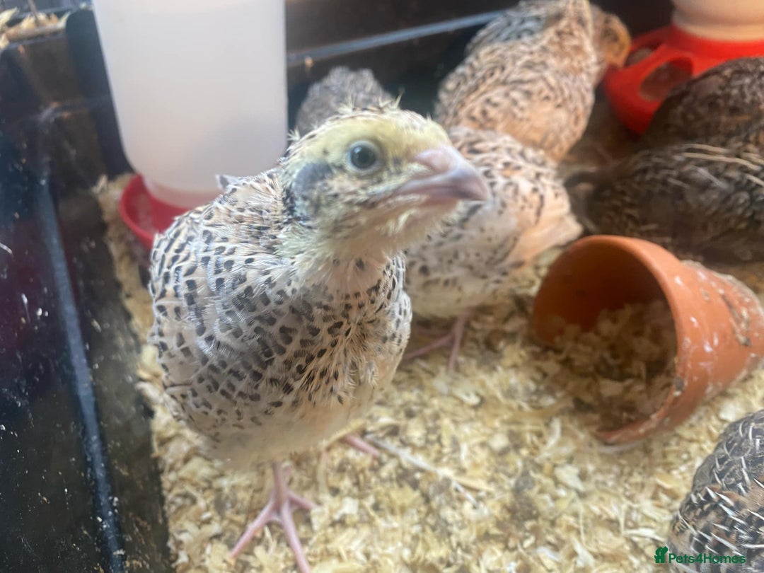 Quail poultry for sale: Fancy Coloured Japanese Jumbo Coturnix Quail - Image 10