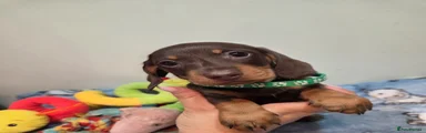Miniature Dachshund Puppy 3