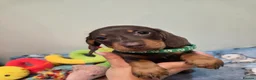 Miniature Dachshund dogs for sale: Miniature Dachshund - Advert 19
