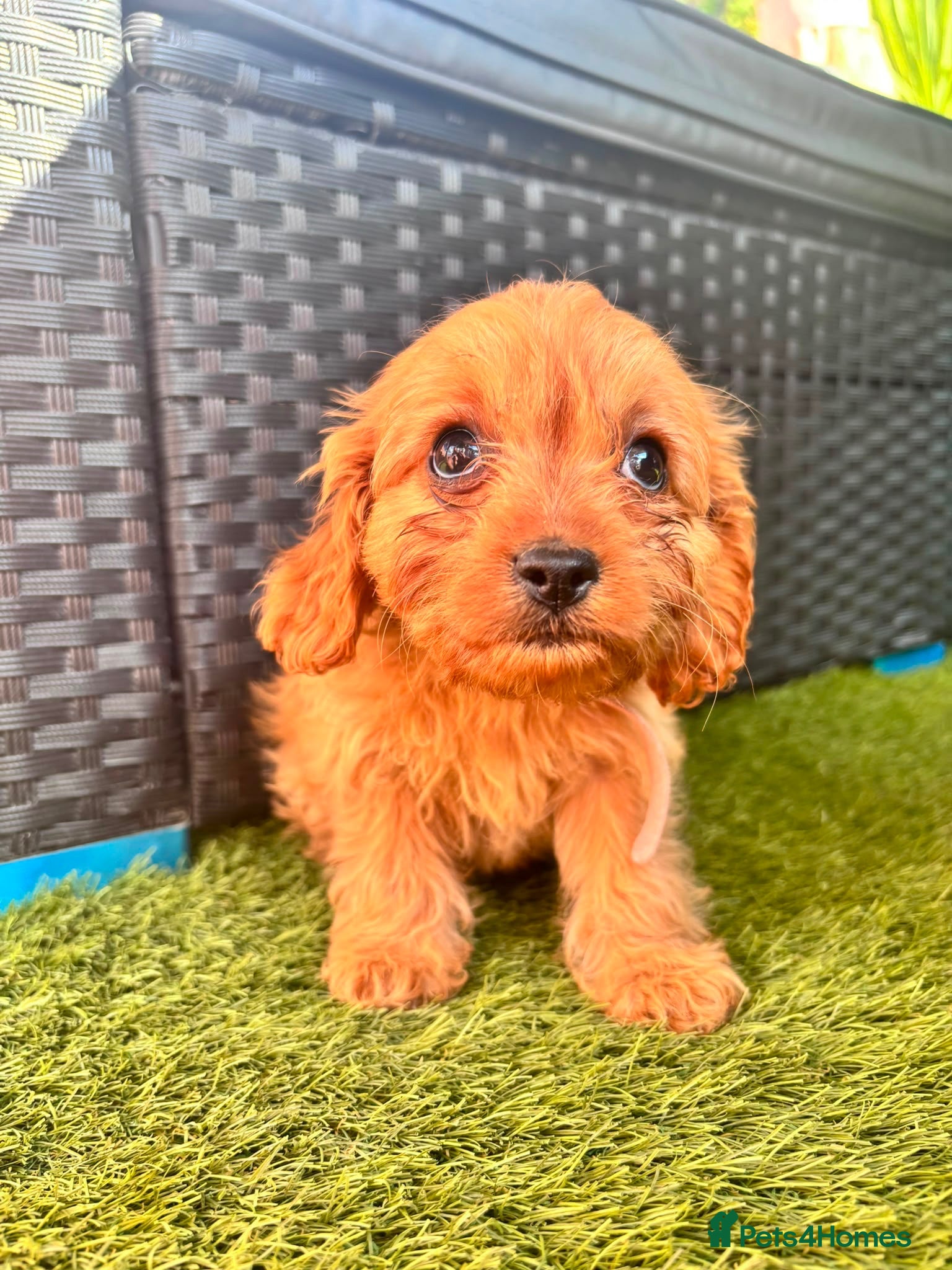 Cavapoo dogs Last girl available f1 cavapoo - Advert 1