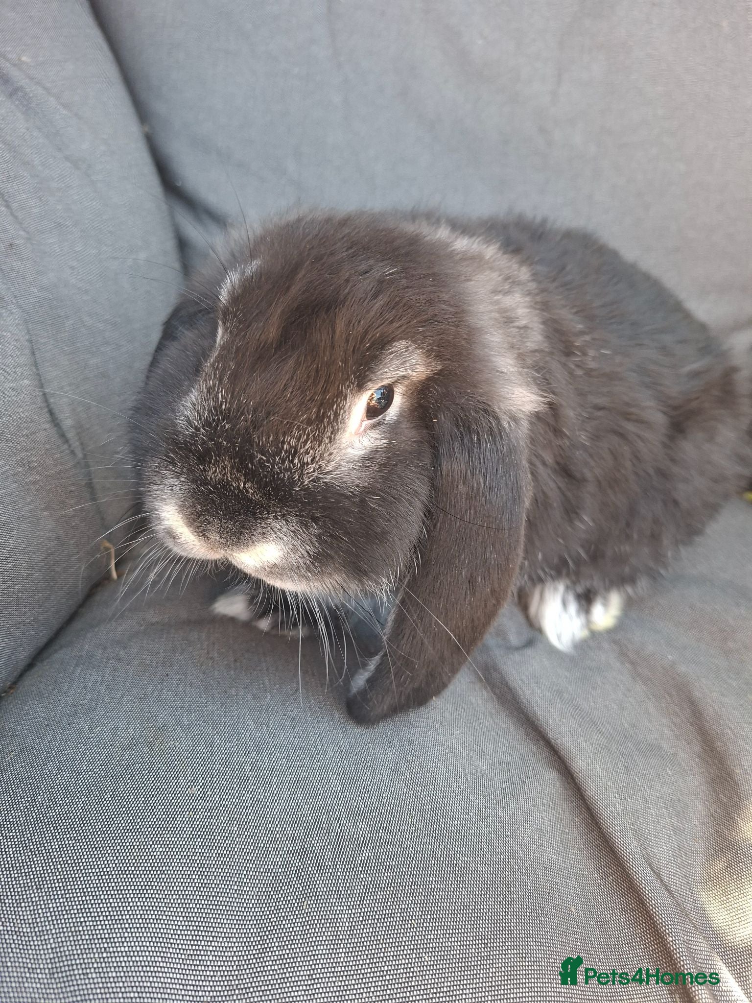 French Lop rabbits Vaccinated Baby doe - Advert 2