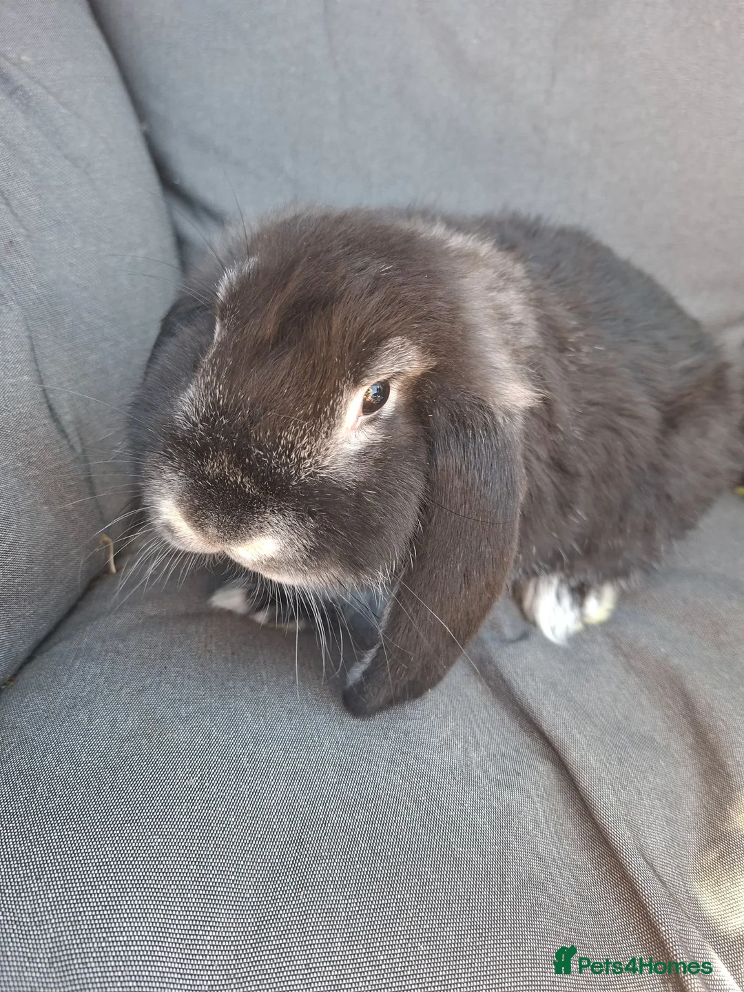 French Lop rabbits for sale: Vaccinated Baby doe - Advert 2