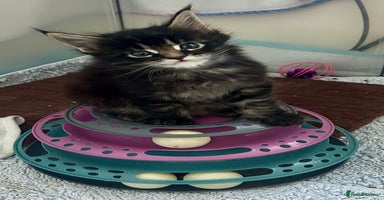 Maine Coon cats - Advert 4